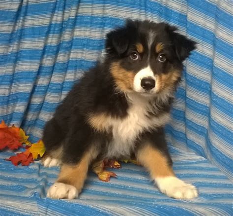 I have had my shots and dewormers. . Australian shepherd puppy for sale ohio